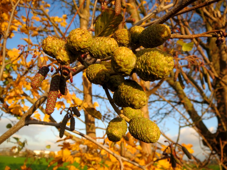 20131111Alnus_glutinosa2
