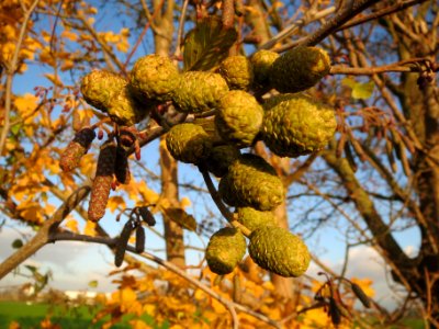 20131111Alnus_glutinosa2