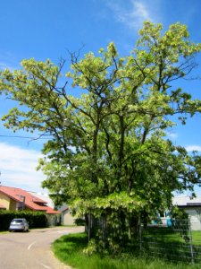 20130602Robinie_Hockenheim3