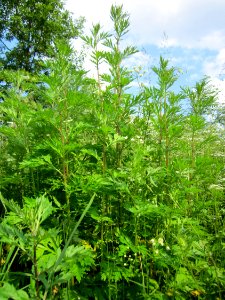 20130607Artemisia_vulgaris