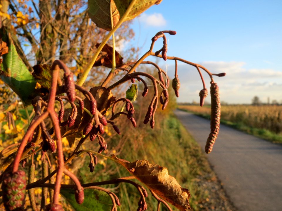 20131111Alnus_glutinosa1