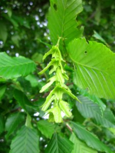 20130603Hainbuche_Altlussheim