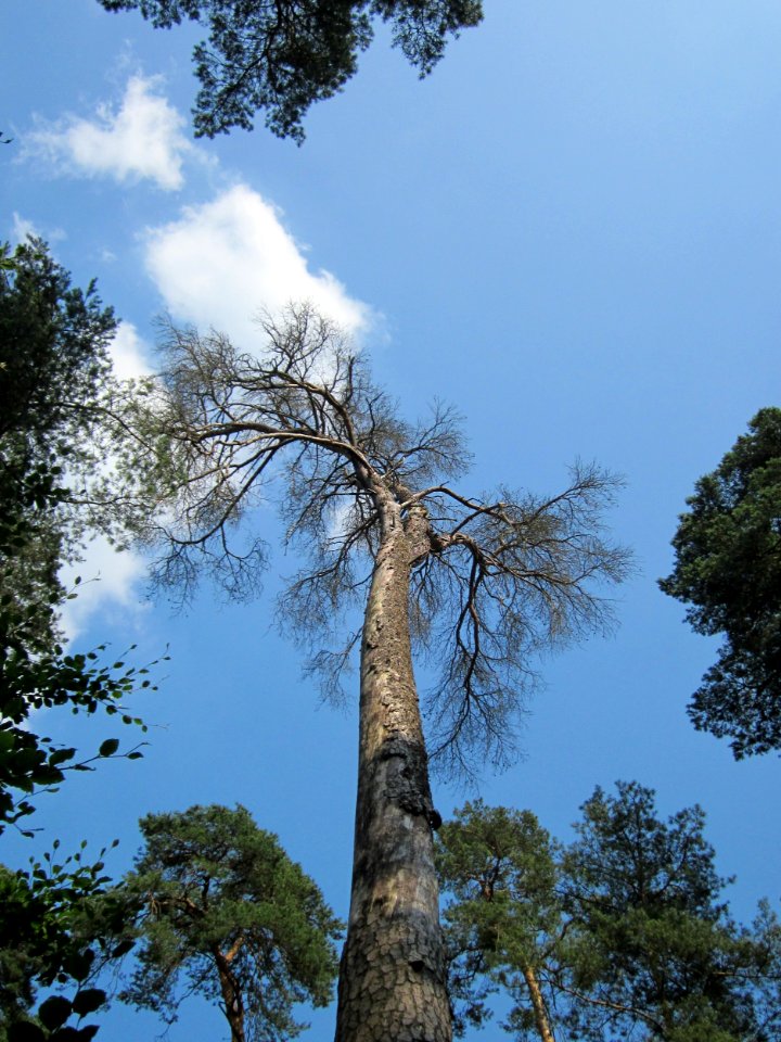 20130710Kiefer_Schwetzinger_Hardt1