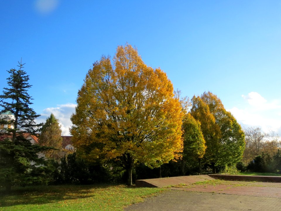 20131109Hainbuche_Hockenheim3
