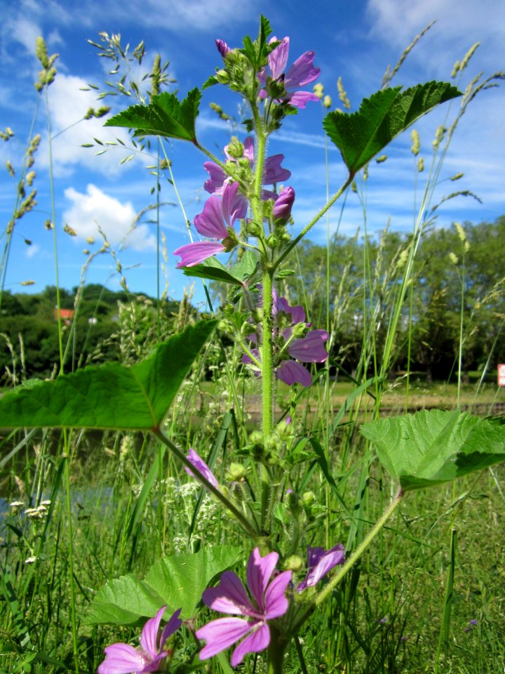 20130613Wilde_Malve_Saarbruecken1