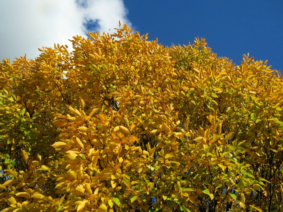 20131109Hainbuche_Hockenheim4