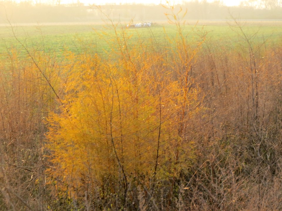 20131127Spargel_Reilingen1