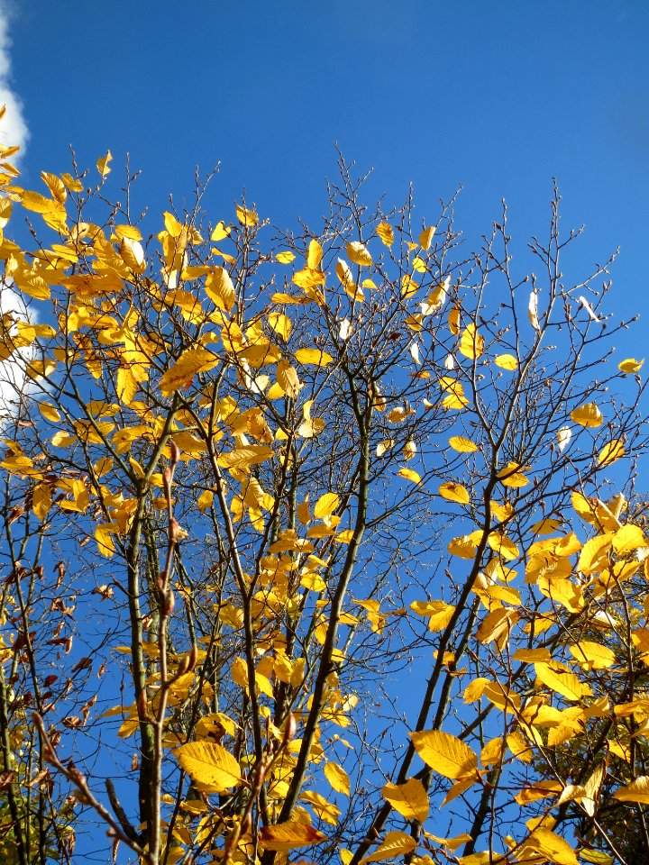 20131109Hainbuche_Hockenheim2