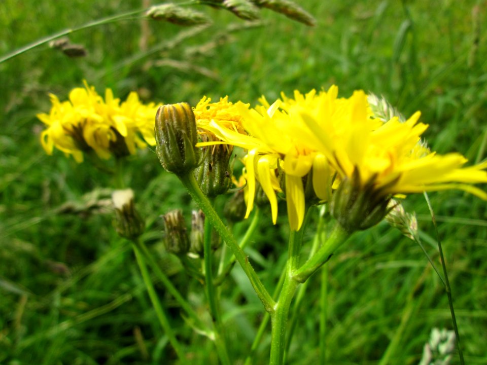 20130615Pippau_Hockenheim1
