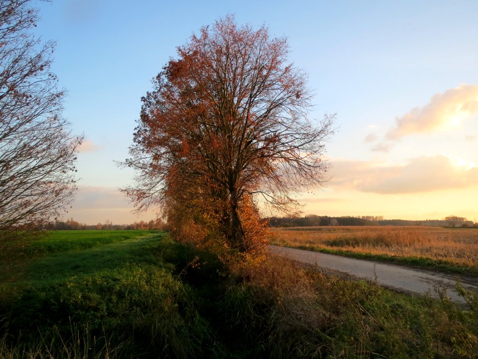 20131111Alter_Kraichbach