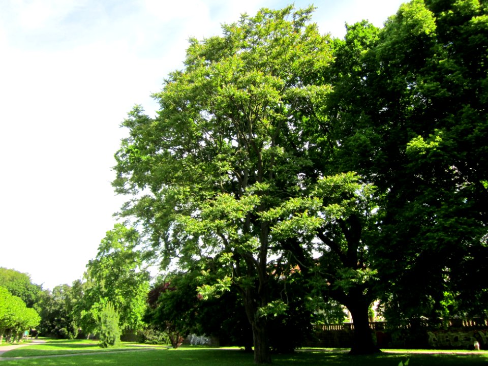 20130613Goetterbaum_Staden