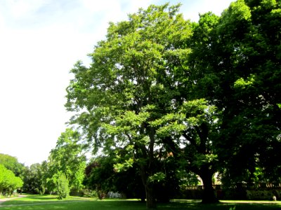 20130613Goetterbaum_Staden