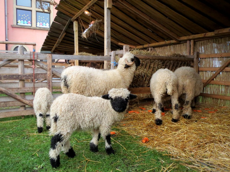 20131130Krippe_Hockenheim1