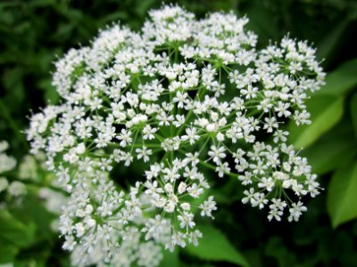 20130614Giersch_Marlach2