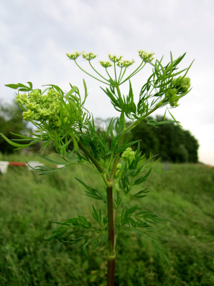 20130614Kaelberkropf_Alter_Kraichbach3