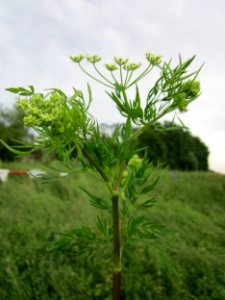 20130614Kaelberkropf_Alter_Kraichbach3