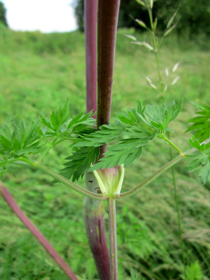 20130614Kaelberkropf_Alter_Kraichbach7