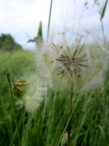 20130614Bocksbart_Hockenheim