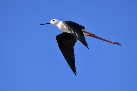 Bird wader sky photo