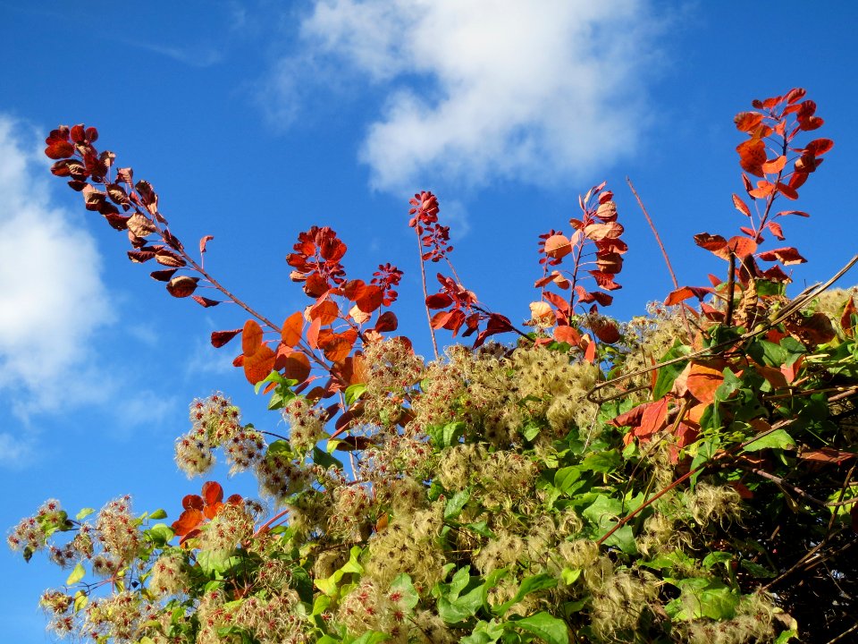 20131109Waldrebe_Hockenheim3