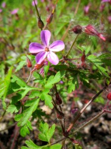 20130604Ruprechtskraut_Hockenheim3