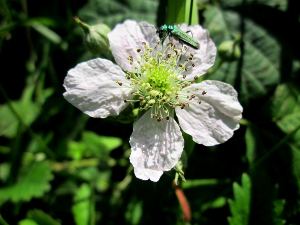 20130604Brombeere_Hockenheim1