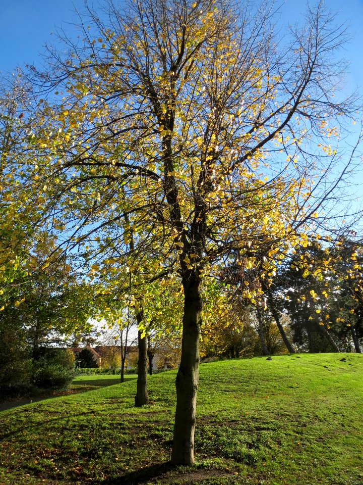 20131109Linde_Hockenheim2