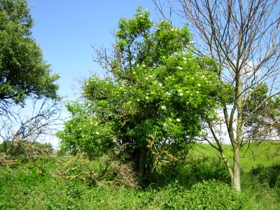 20130604Holunder_Hockenheim1
