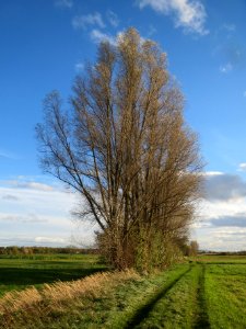 20131109Silberweide2