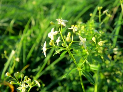 20131109Galium_mollugo2