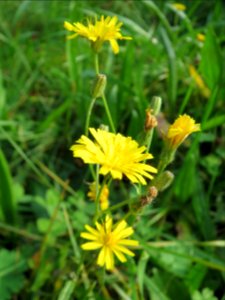 20131019Crepis_biennis5