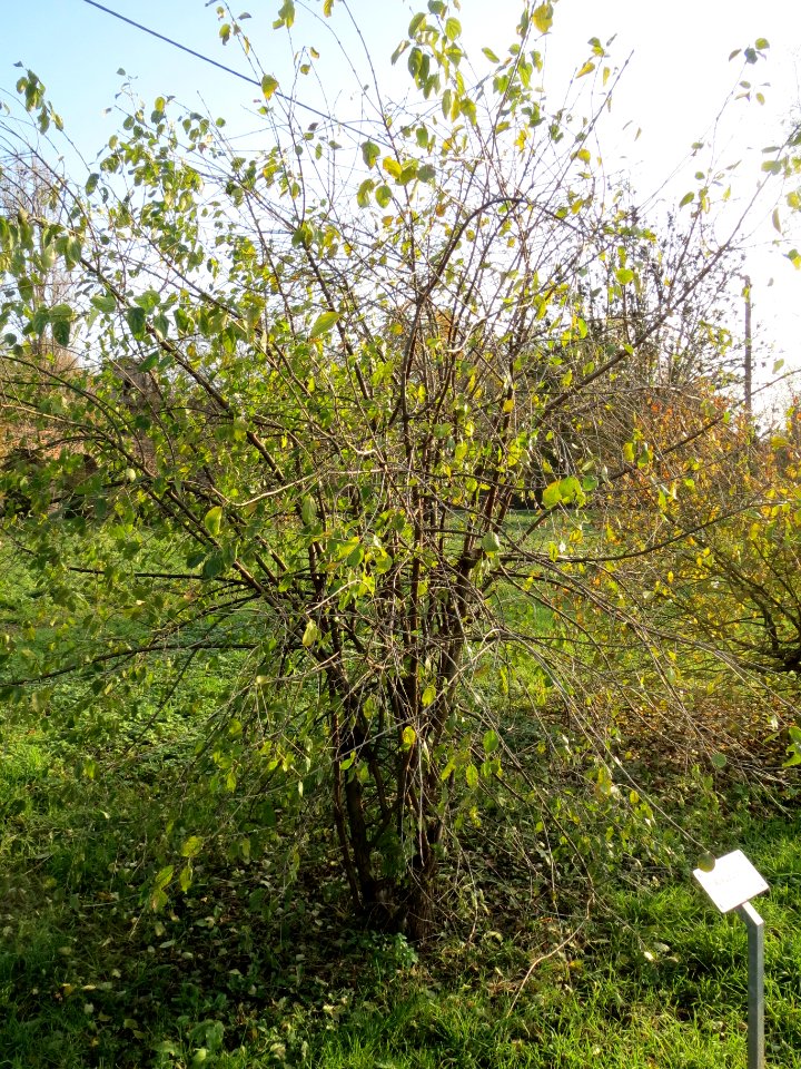 20131118Rhamnus_cathartica1