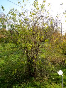 20131118Rhamnus_cathartica1