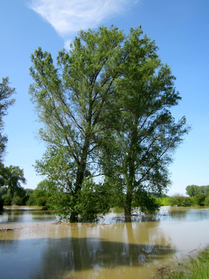 20130604Rheinflut_Herrenteich06