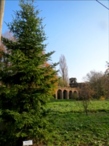 20131118Weisstanne_Schwetzingen2