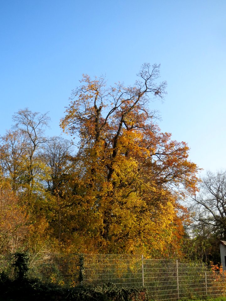 20131118Quercus_robur1
