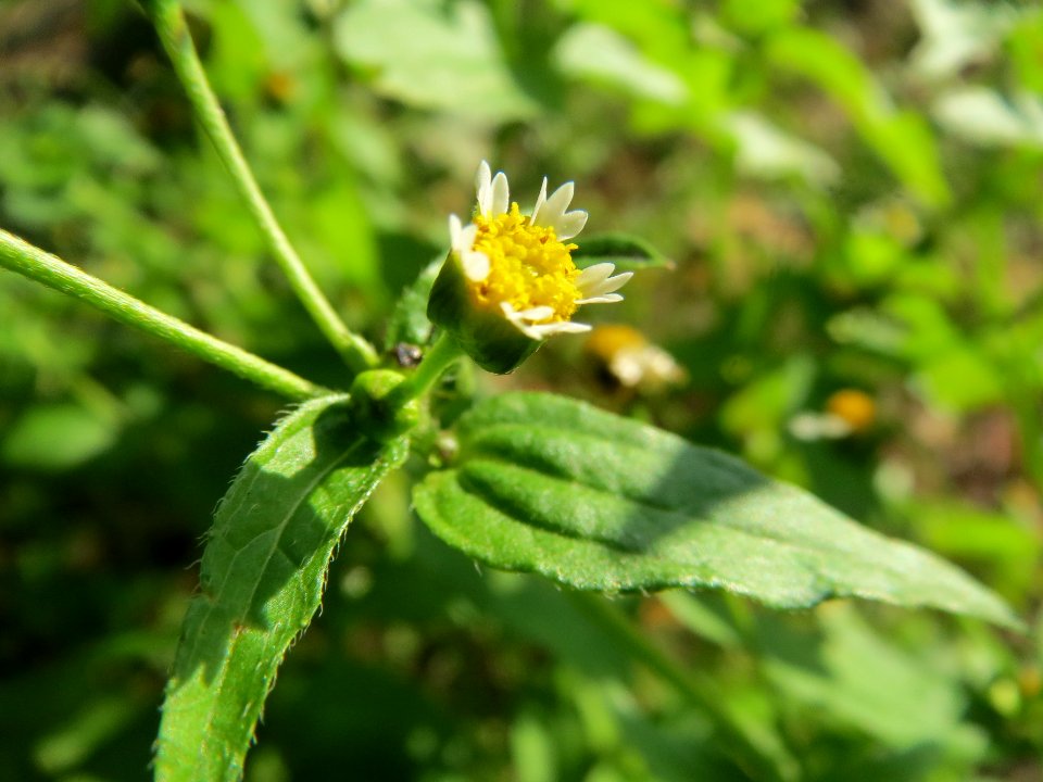 20131019Galinsoga_parviflora2