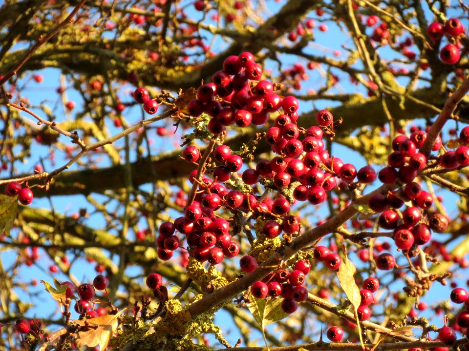 20131126Crataegus_monogyna