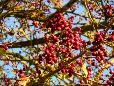 20131126Crataegus_monogyna