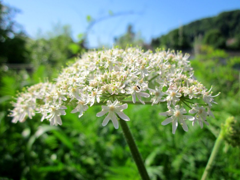20130607Baerenklau_Saarbruecken1