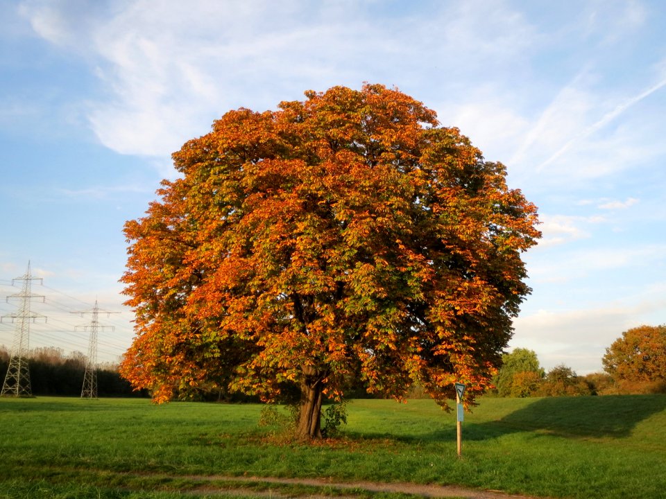 20131022Rosskastanie