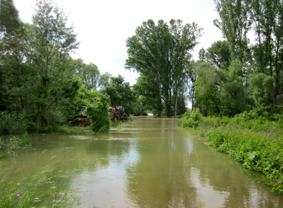 20130602Rheinhochwasser_Altlussheim10