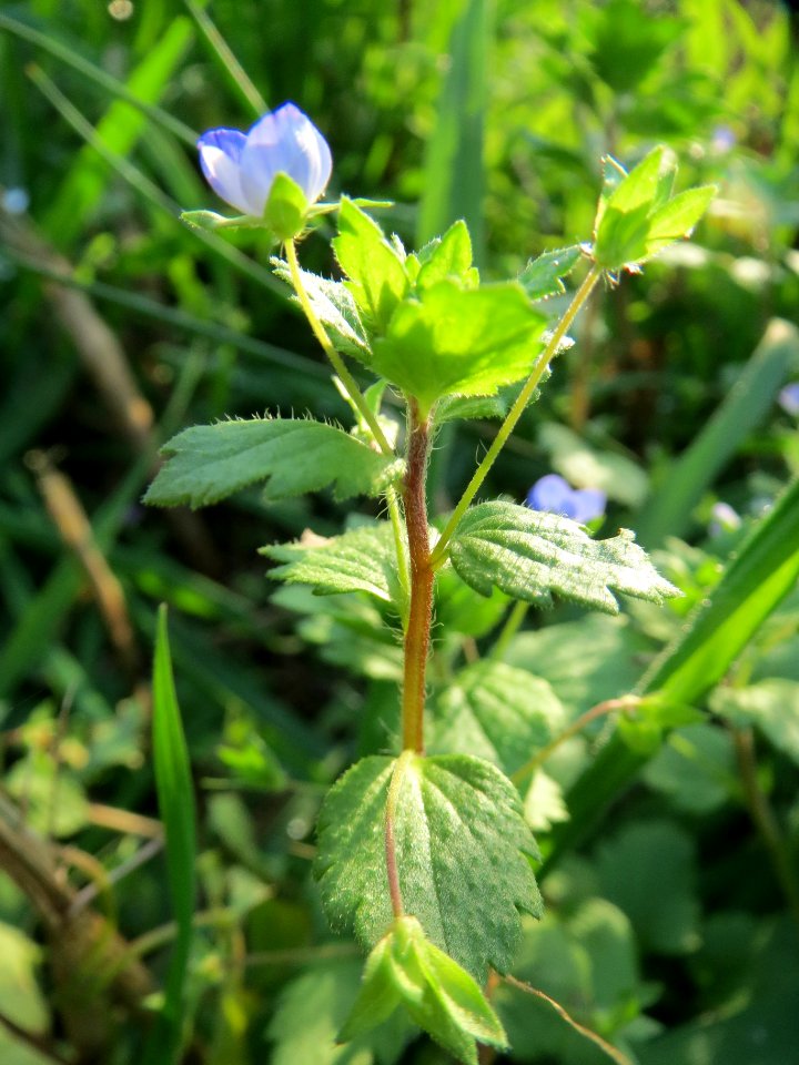 20131022Veronica_persica2