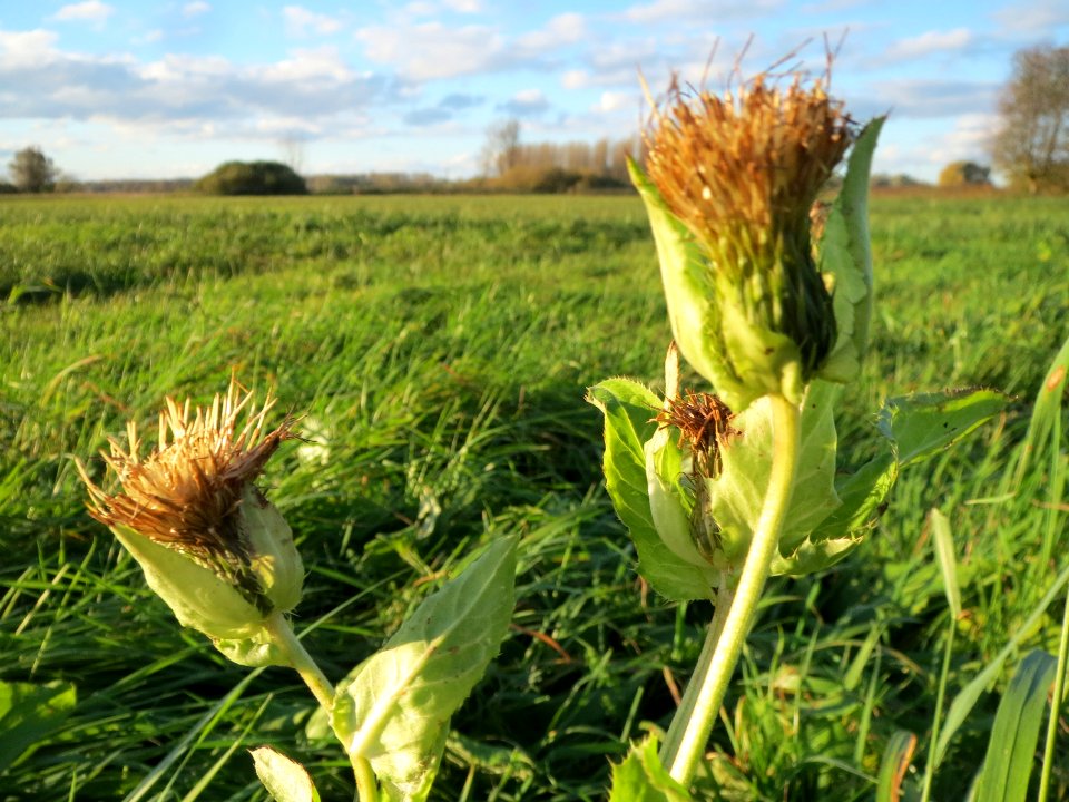 20131109Cirsium_oleraceum2