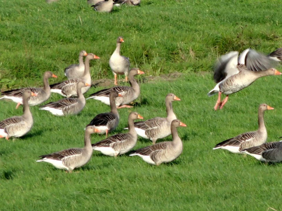 20131022_Grauwe_ganzen_buitendijksland_vanaf_de_Mastenbroekerdijk