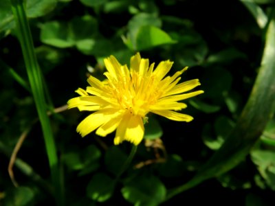 20131019Crepis_biennis2