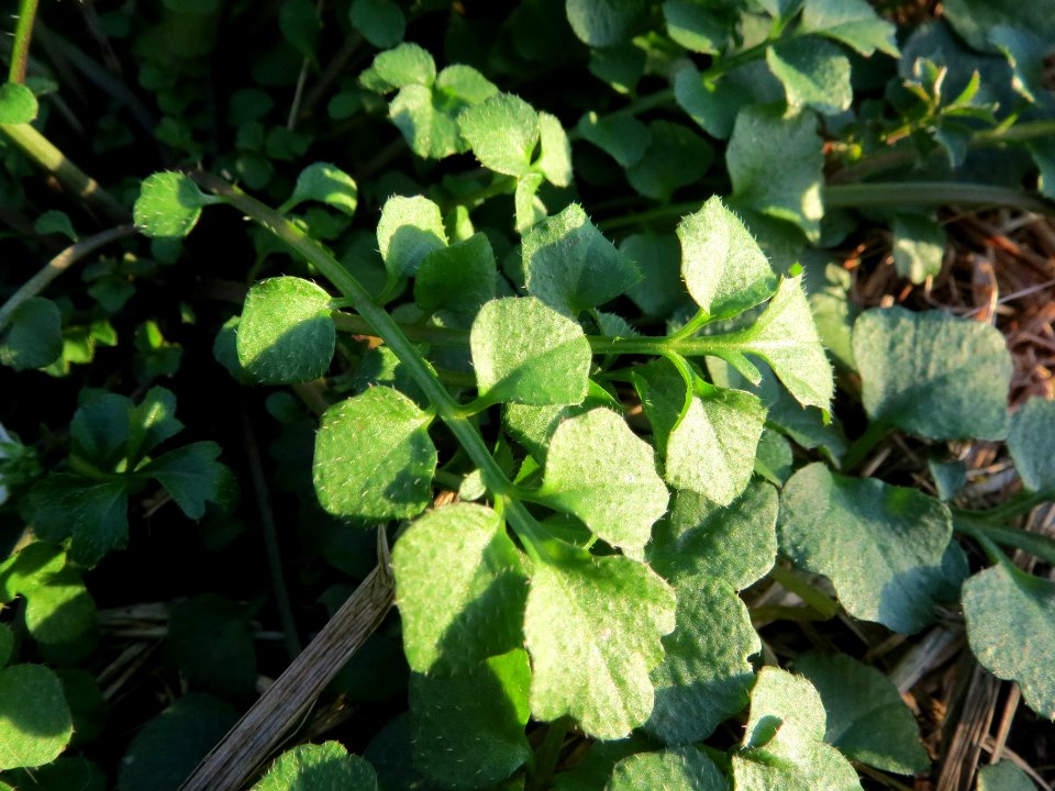 20131109Cardamine_hirsuta5