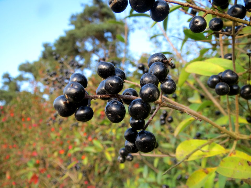 20131019Liguster_Reilingen1