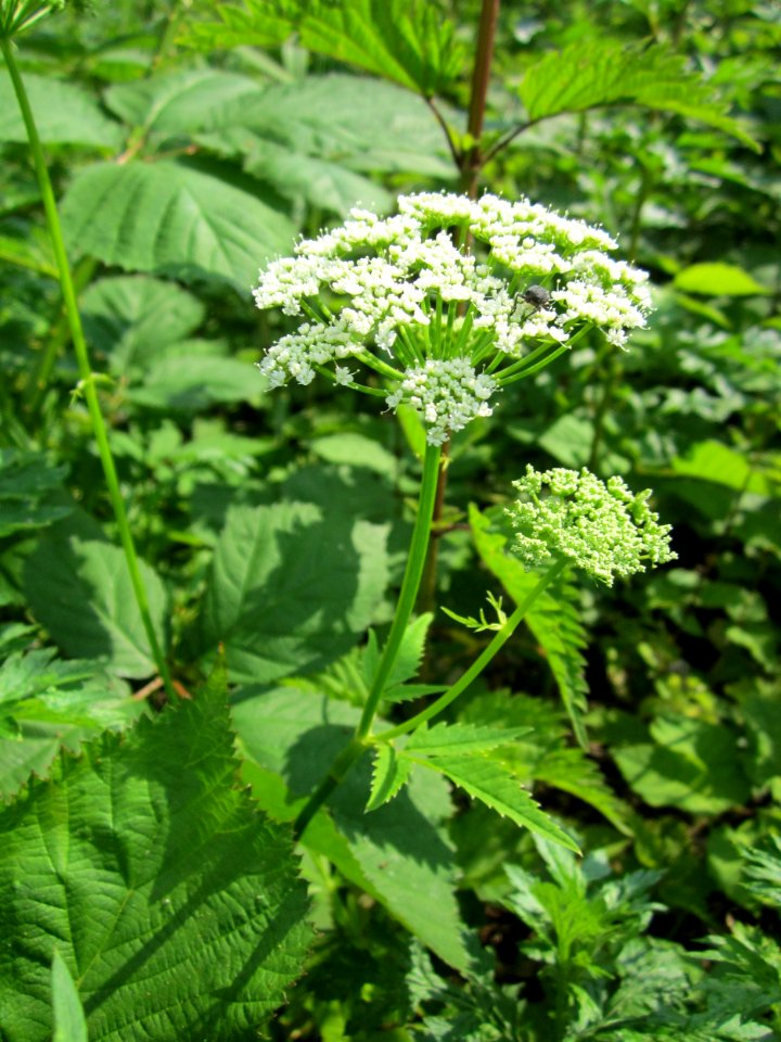 20130607Aegopodium_podagraria1