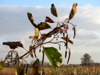 20131111Alnus_glutinosa3